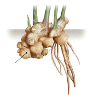 Gingembre - rhizomes