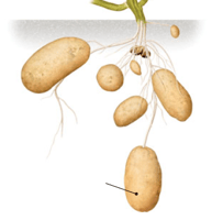 Pommes de terre - tubercules