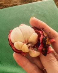 Mangosteen