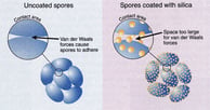 coating of anthrax spores