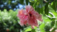 Voyage France Guadeloupe Hibiscus rose