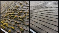 roof moss removal