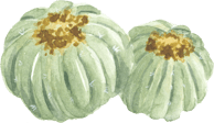 round low cactus