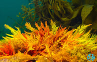 Tasmanian red algae