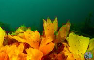 Tasmanian red algae