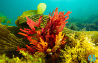 Tasmanian red algae