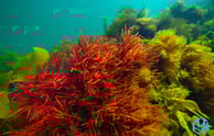 Tasmanian red algae