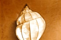 VOLUTA Wand Lampenschirm Schnecke