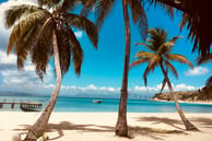 caribbean palm trees on beach