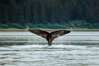 alask whale fin in ocean