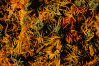 dried calendula flowers