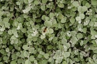 comfrey leaves