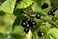 black currant bud absolute