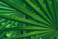 saw palmetto