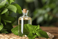 peppermint essential oil