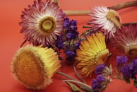 helichrysum essential oil