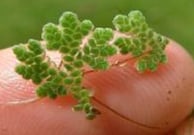 Fougère aquatique - Azolla