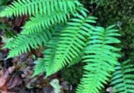 Fougère épiphyte - Polypodium glycyrrhiza