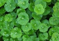 brahmi