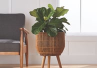 a planter with a plant in a room