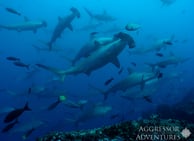 GALAPAGOS AGGRESSOR III SCHOOL OF HAMMERHEAD SHARKS