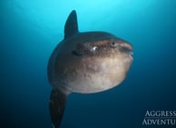 GALAPAGOS AGGRESSOR III MOLA MOLA