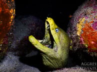 GALAPAGOS AGGRESSOR III EEL