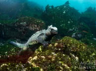 GALAPAGOS AGGRESSOR III IGUANA