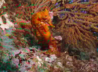 GALAPAGOS AGGRESSOR III SEAHORSE