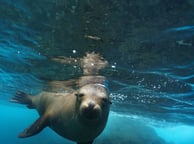 GALAPAGOS AGGRESSOR III SEA LION