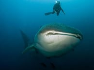 GALAPAGO AGGRESSOR III WHALE SHARK