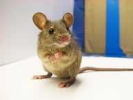 Montreal Mouse Guide