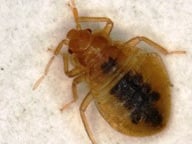 Montreal Bed Bug Guide