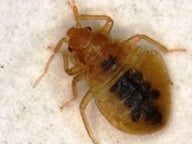 Montreal Bed bug Guide