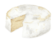 watercolor camembert 