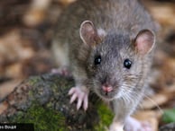 Montral Rat Guide