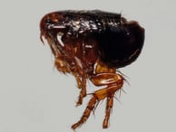 Montreal Cat Flea Guide