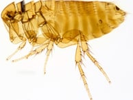 Montreal Rrodent Flea Guide