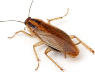 Montreal Cockroach Guide