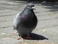 pigeon sur le balcon