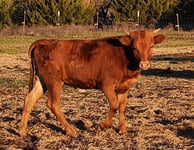 Miniature Longhorn Heifer calf