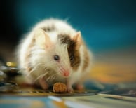 Hamster blanco con manchas cafes