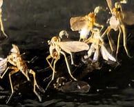 Fungus gnats on black sticky trap