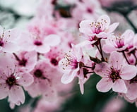 cherry blossom extract