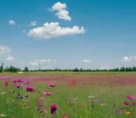 champs de fleurs