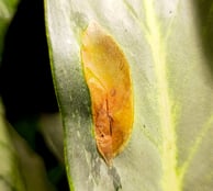 Blister-like swellings, known as edema on a Aglaonema Ghost / Aqua Green