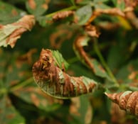 Curled leaves with dry edges