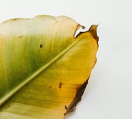 Bleached leaf with crispy brown tips