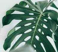 Mature Monstera deliciosa leaf with splits and holes