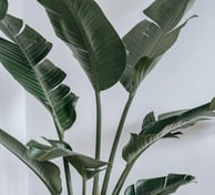Bird of Paradise plant with naturally split leaves